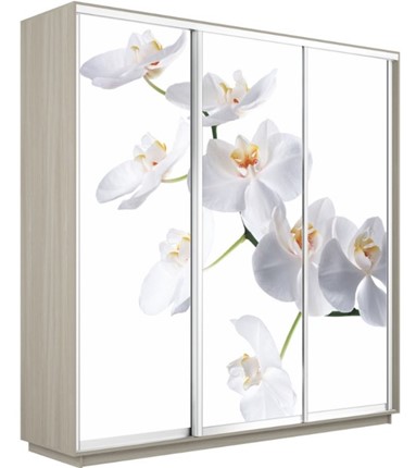 Шкаф Экспресс 2400х600х2400, Орхидея белая/шимо светлый в Рязани - изображение